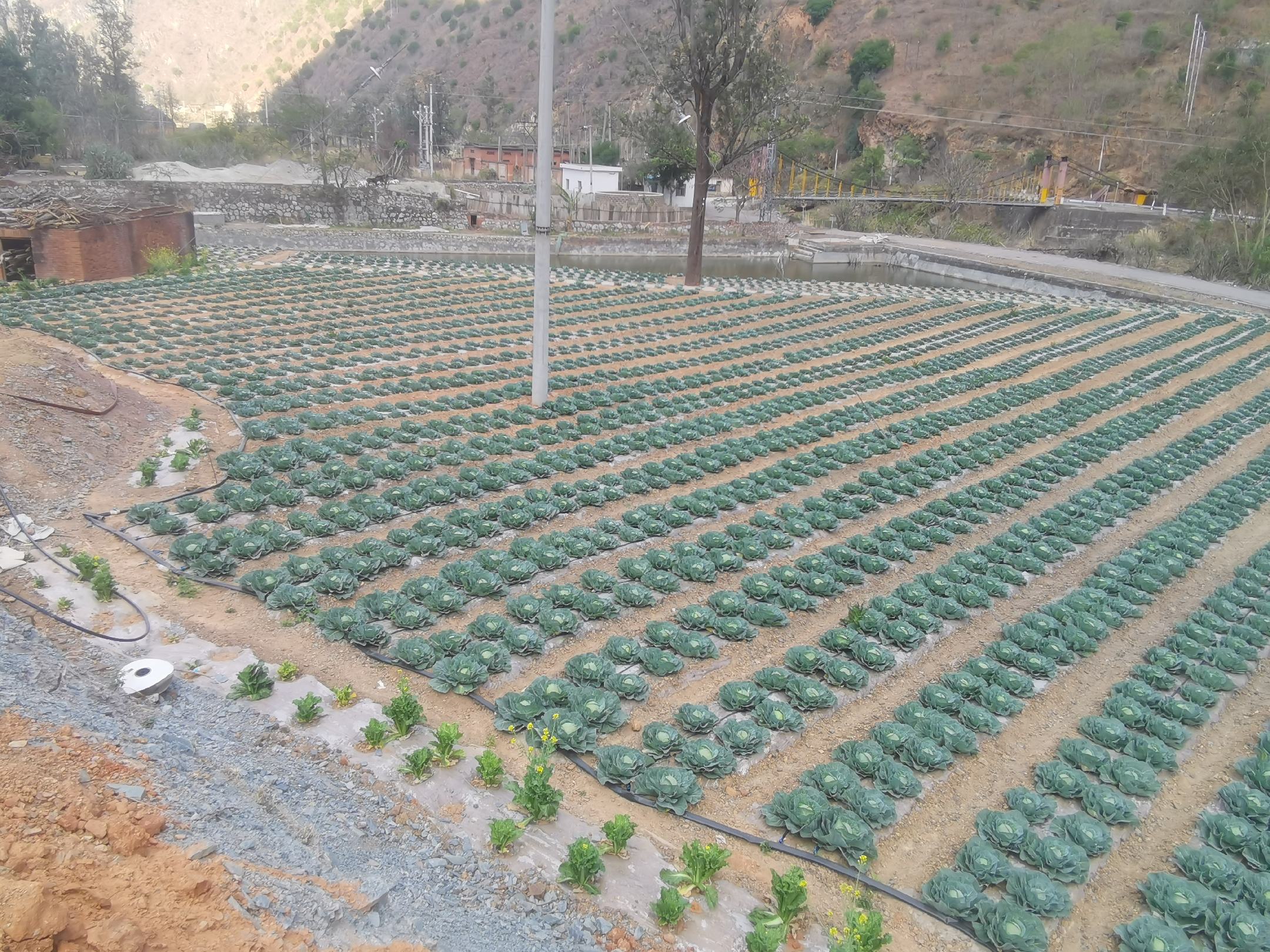 羽衣甘蓝开花留种