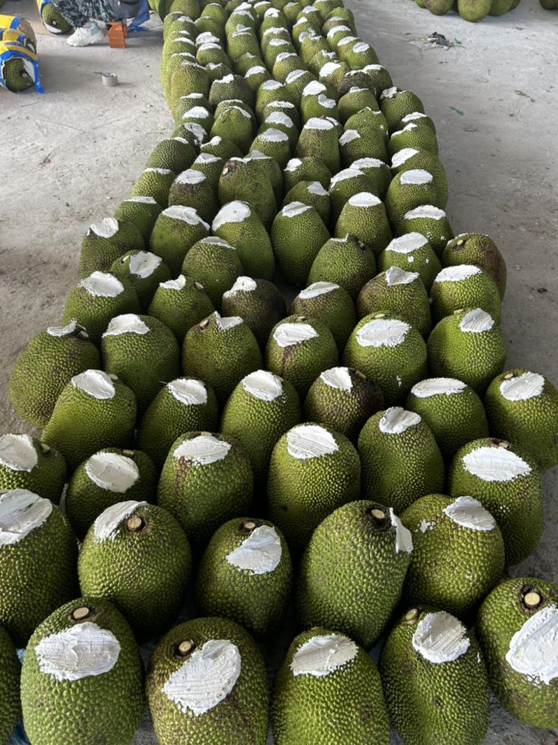 泰八菠萝蜜，大量有货，承包全国，质量三包