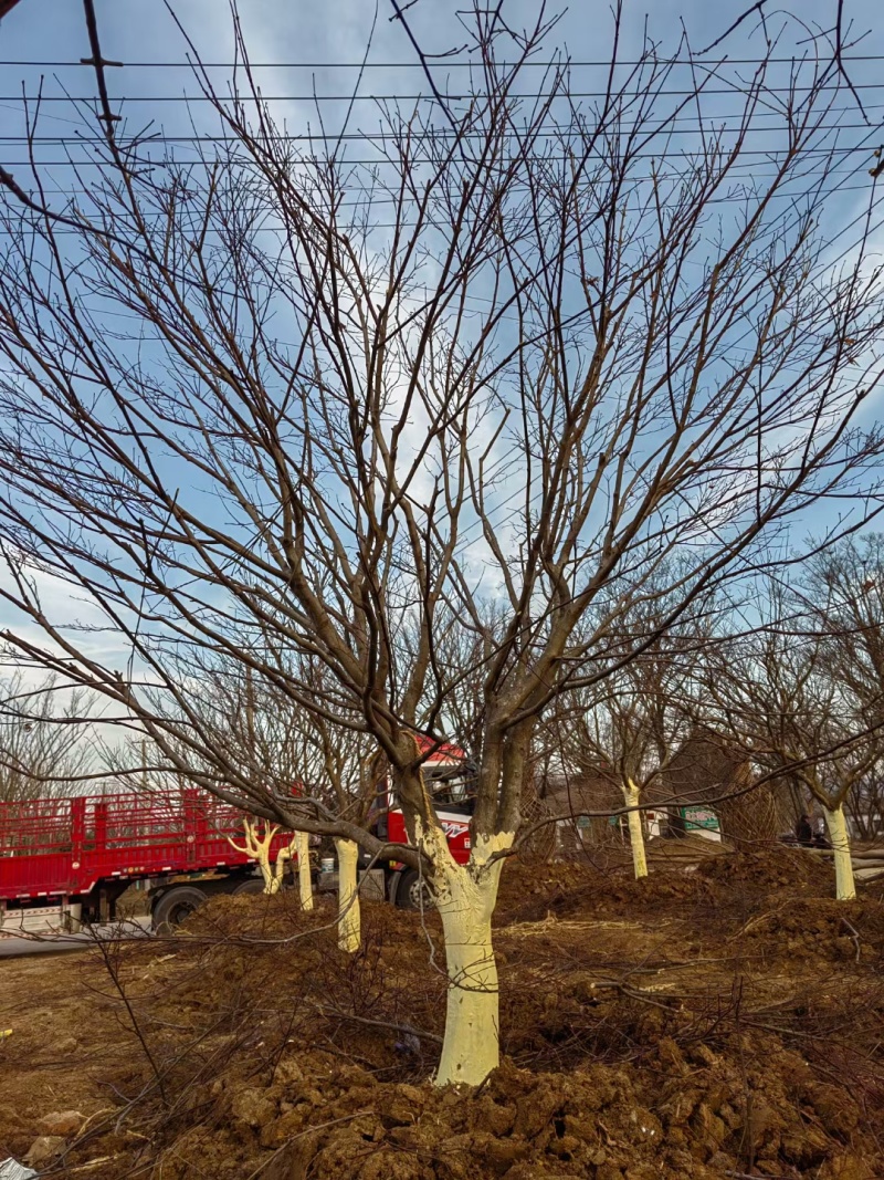 10-22红枫假植苗诚信经营提供技术指导