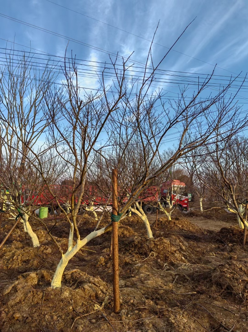 10-22红枫假植苗诚信经营提供技术指导