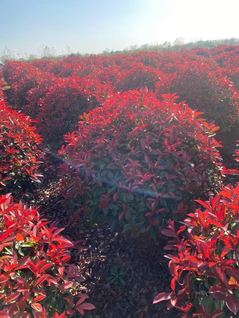 红叶石楠球50/100冠幅自产自销红叶石楠批发产地