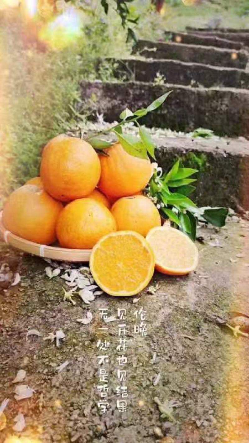 【热销】宜昌帝王橙伦晚脐橙自家百亩果园产地直销