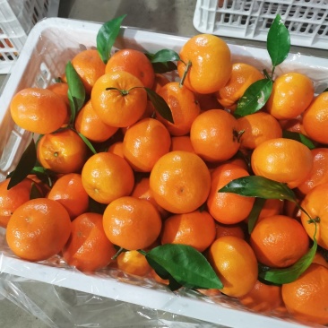 广西桂林兴安大量精品沃柑开始上市了…欢迎各市场对接