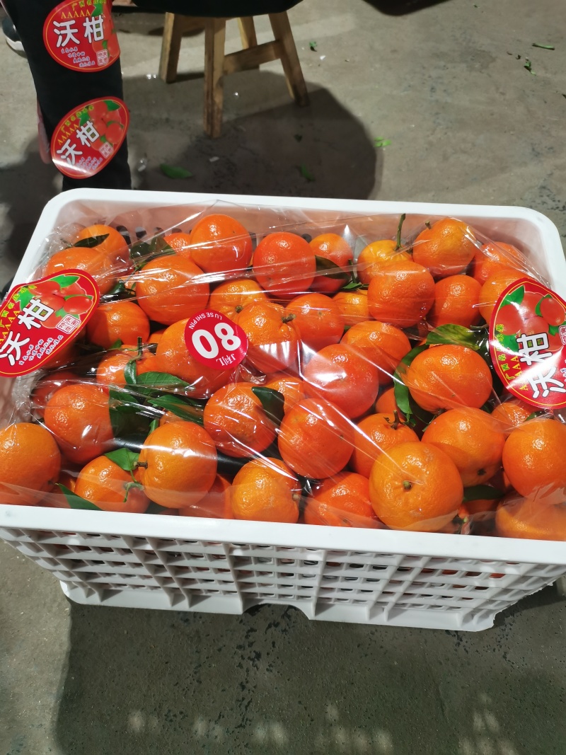 广西桂林兴安大量精品沃柑开始上市了…欢迎各市场对接