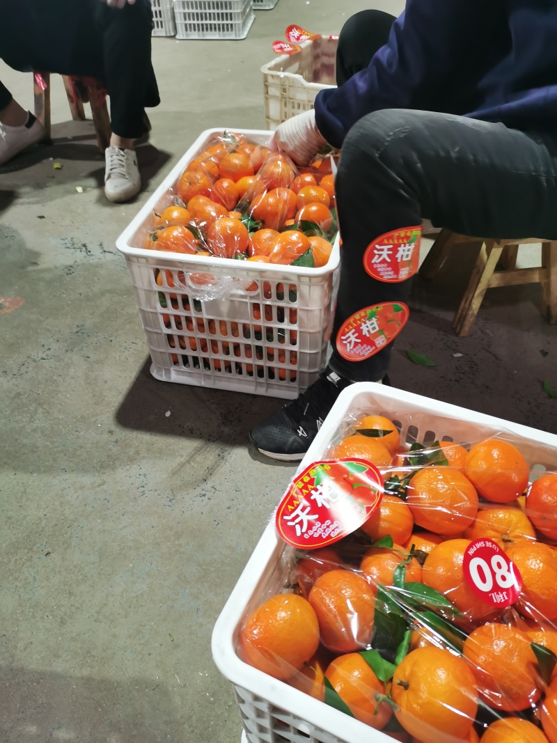 广西桂林兴安大量精品沃柑开始上市了…欢迎各市场对接