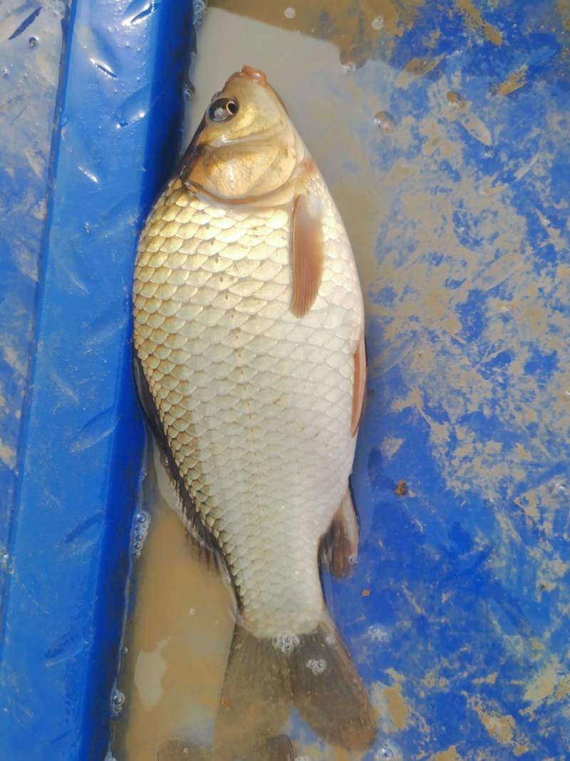 黄金鲫