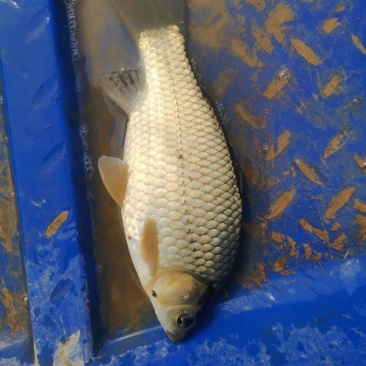 黄金鲫