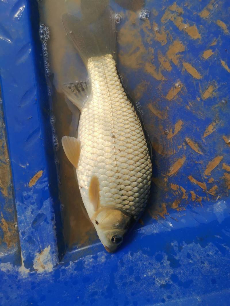 黄金鲫