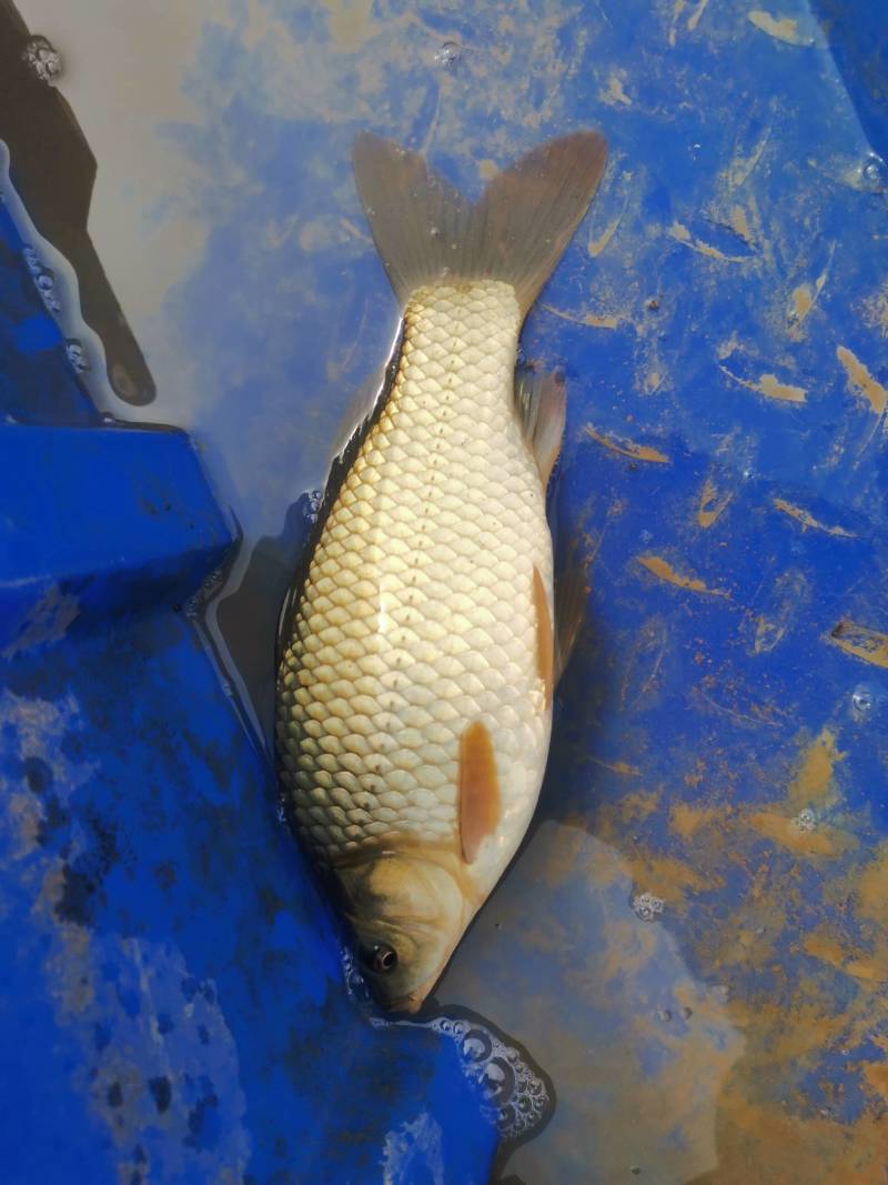 黄金鲫
