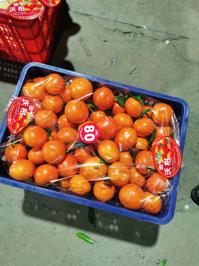 广西桂林兴安大量精品沃柑开始上市了…欢迎各市场对接
