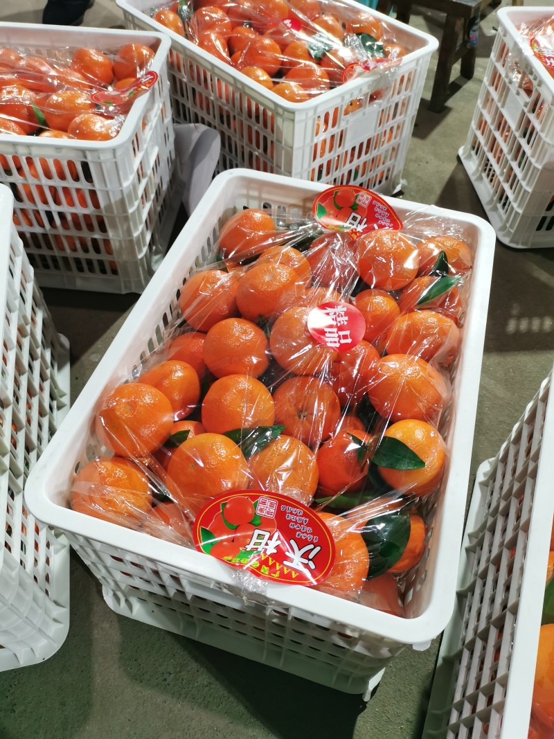 广西桂林兴安大量精品沃柑开始上市了…欢迎各市场对接