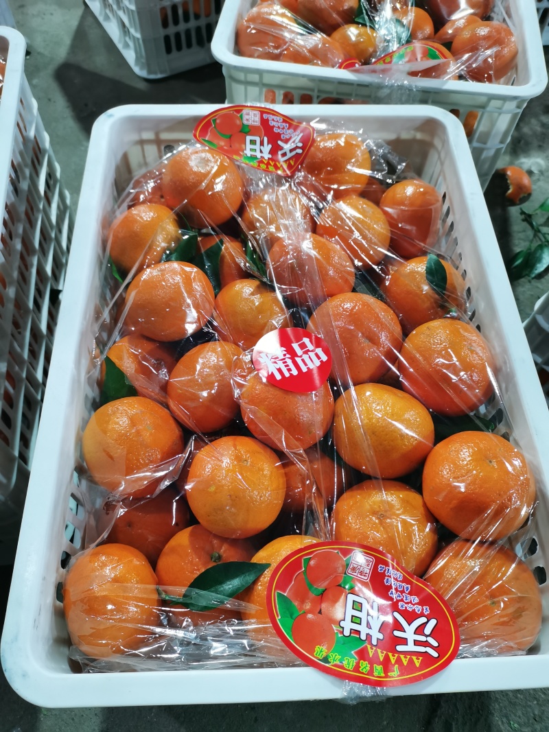 广西桂林兴安大量精品沃柑开始上市了…欢迎各市场对接