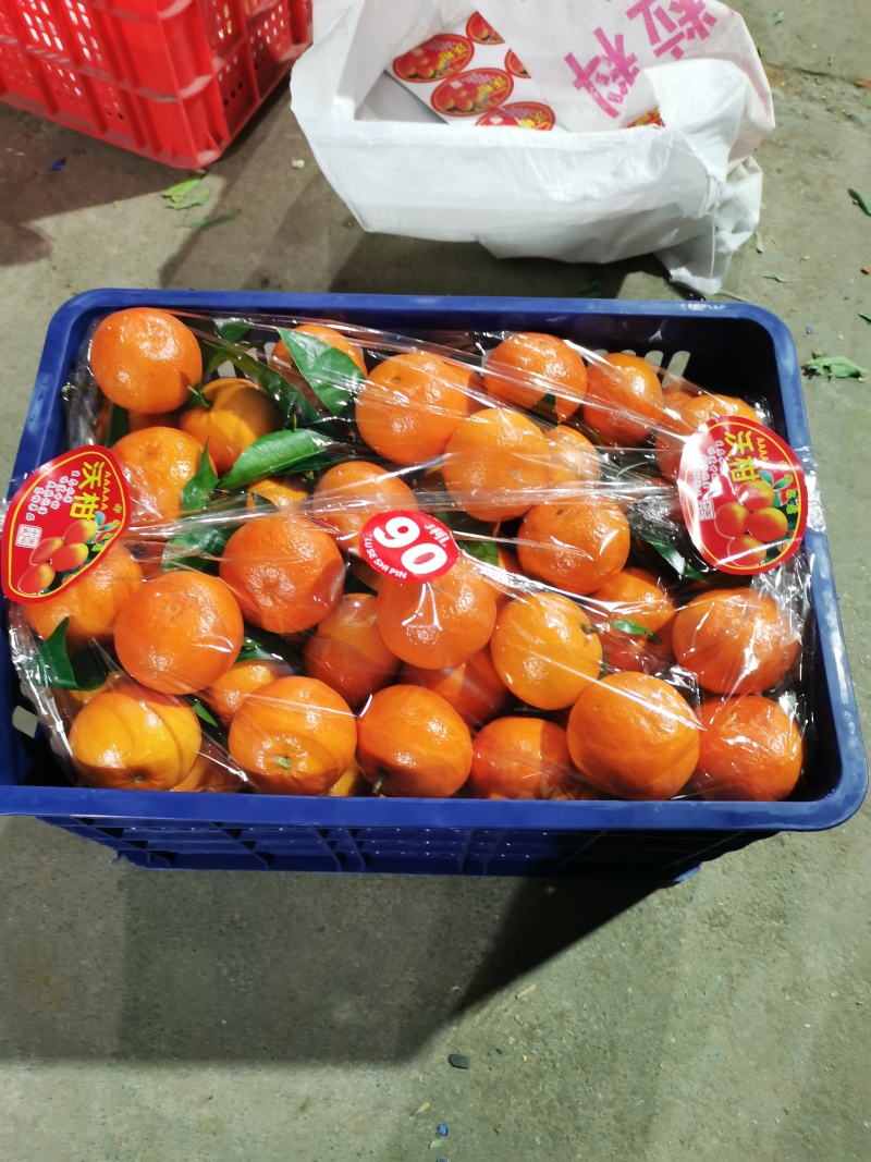 广西桂林兴安大量精品沃柑开始上市了…欢迎各市场对接