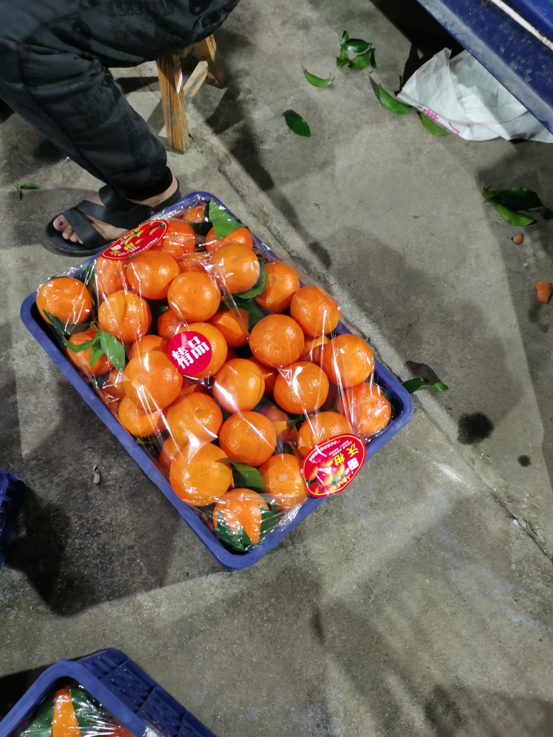 广西桂林兴安大量精品沃柑开始上市了…欢迎各市场对接