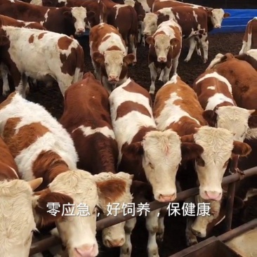 【特价牛犊】西门塔尔养殖场肉牛犊视频挑牛牛犊防疫全包成活