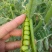 精品豌豆荚万亩基地量大从优颗粒饱满质量保证