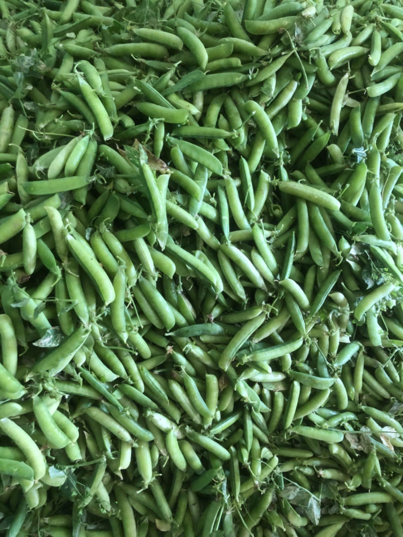 精品青碗豆颗粒饱满万亩基基地直发量大从优欢迎订购