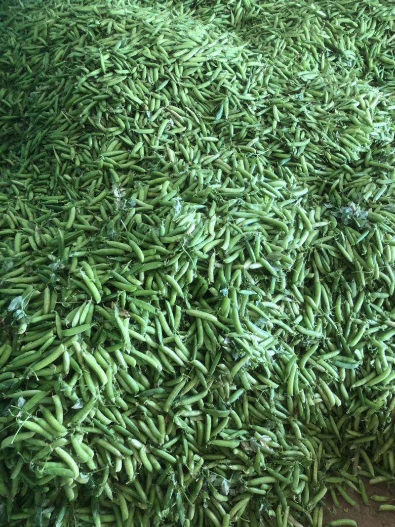 精品青碗豆颗粒饱满万亩基基地直发量大从优欢迎订购