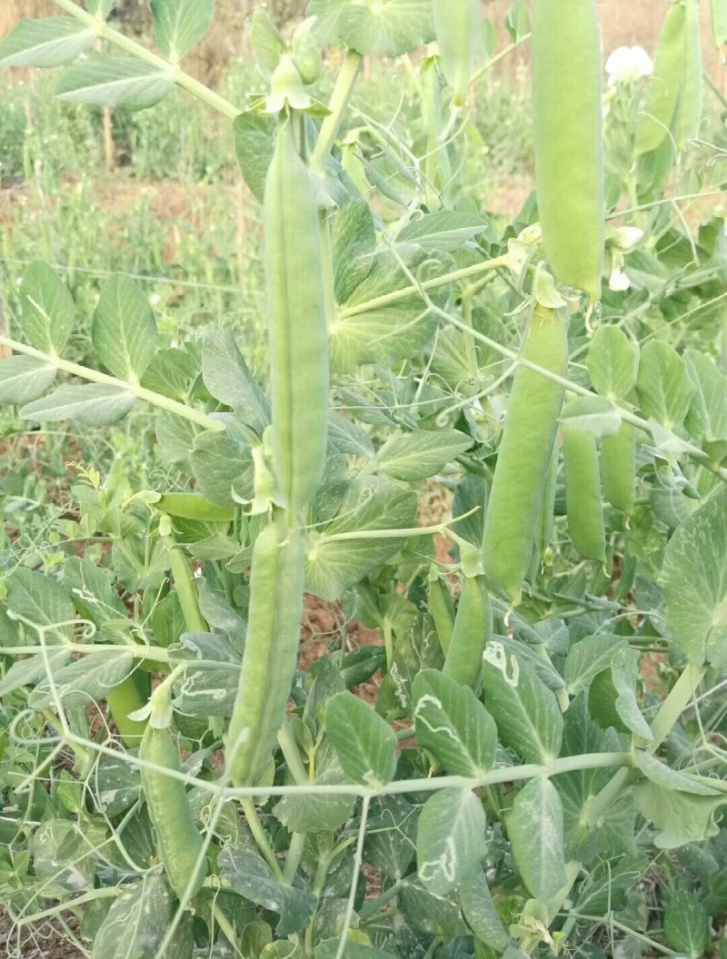 精品青碗豆颗粒饱满万亩基基地直发量大从优欢迎订购