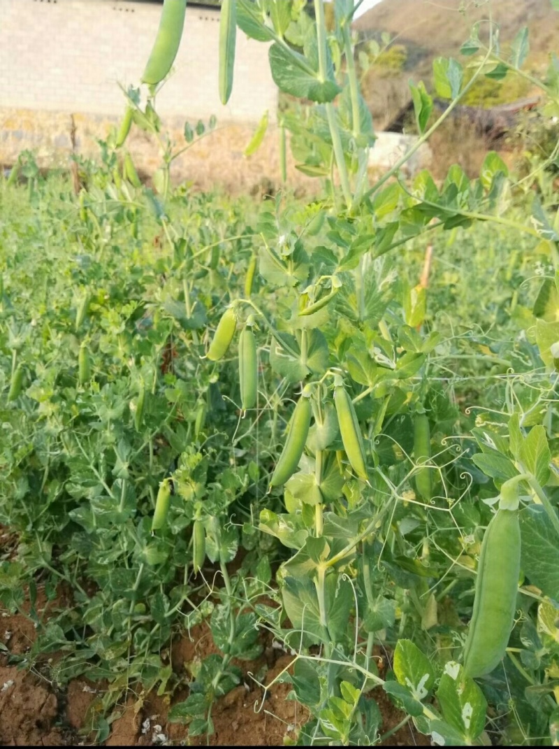 精品青碗豆颗粒饱满万亩基基地直发量大从优欢迎订购