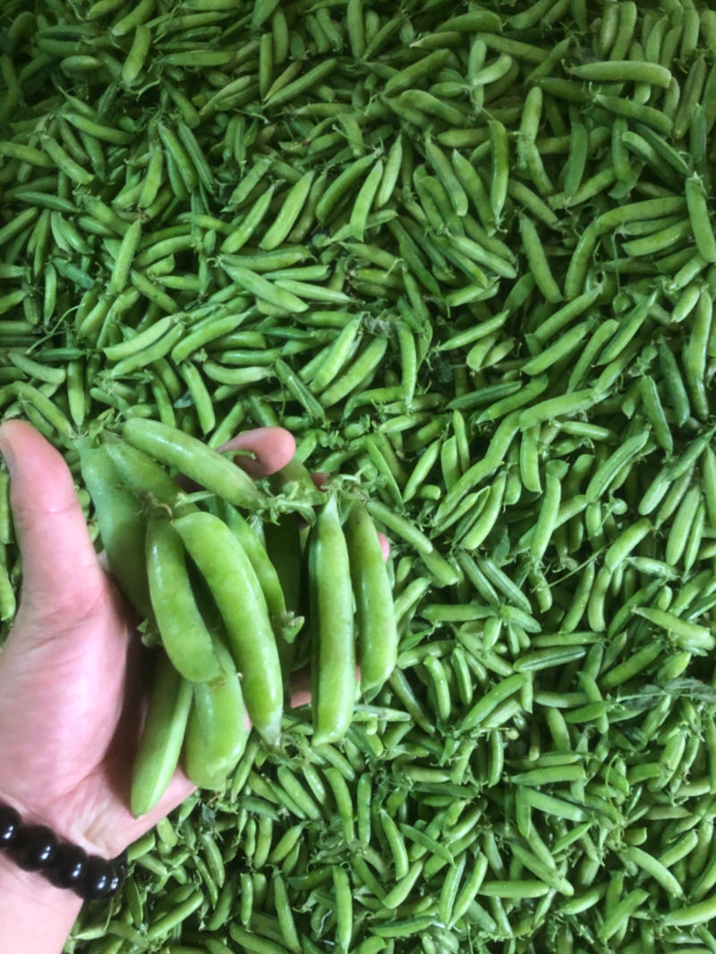 精品青碗豆颗粒饱满万亩基基地直发量大从优欢迎订购