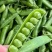 精品青碗豆颗粒饱满万亩基基地直发量大从优欢迎订购
