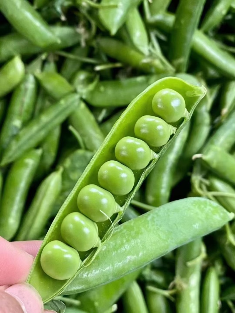 精品青碗豆颗粒饱满万亩基基地直发量大从优欢迎订购