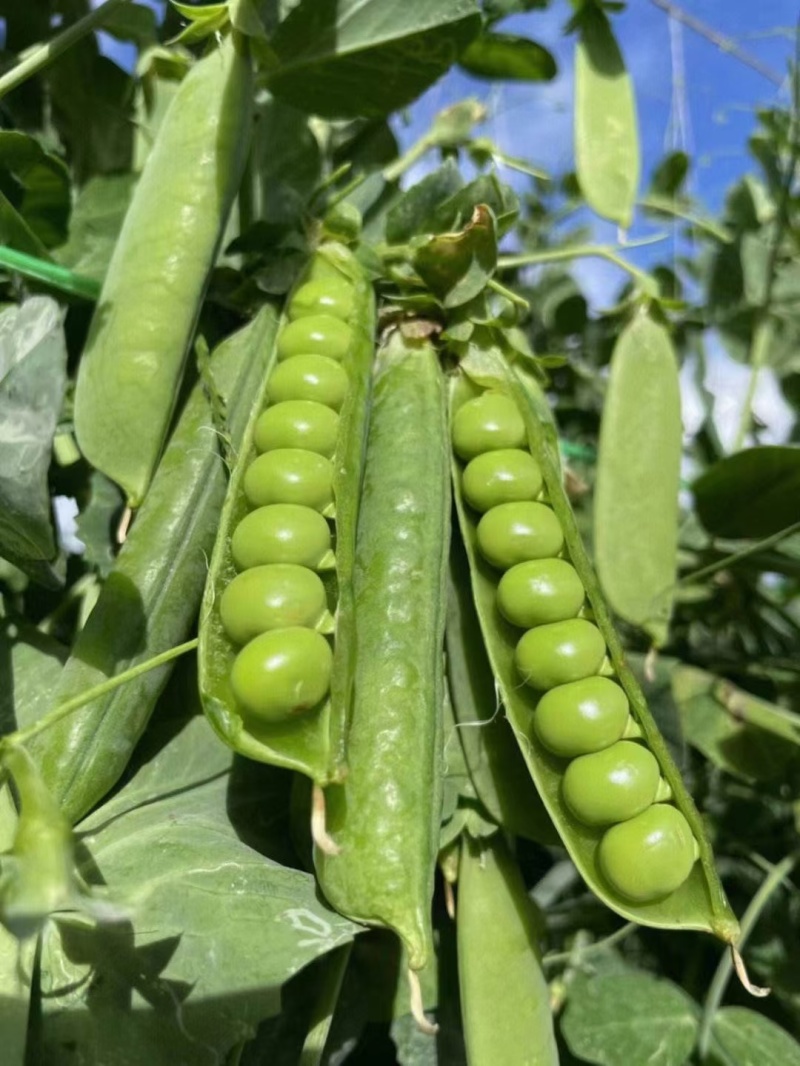 精品青碗豆颗粒饱满万亩基基地直发量大从优欢迎订购