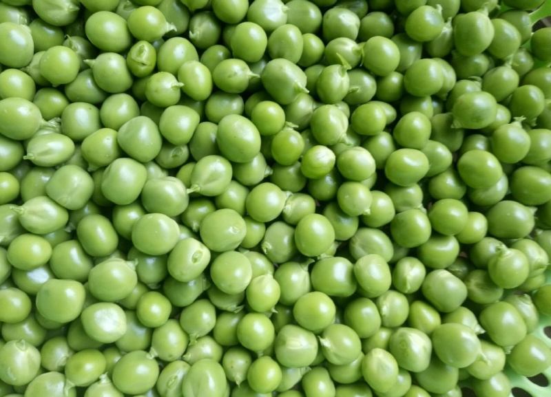 精品青碗豆颗粒饱满万亩基基地直发量大从优欢迎订购