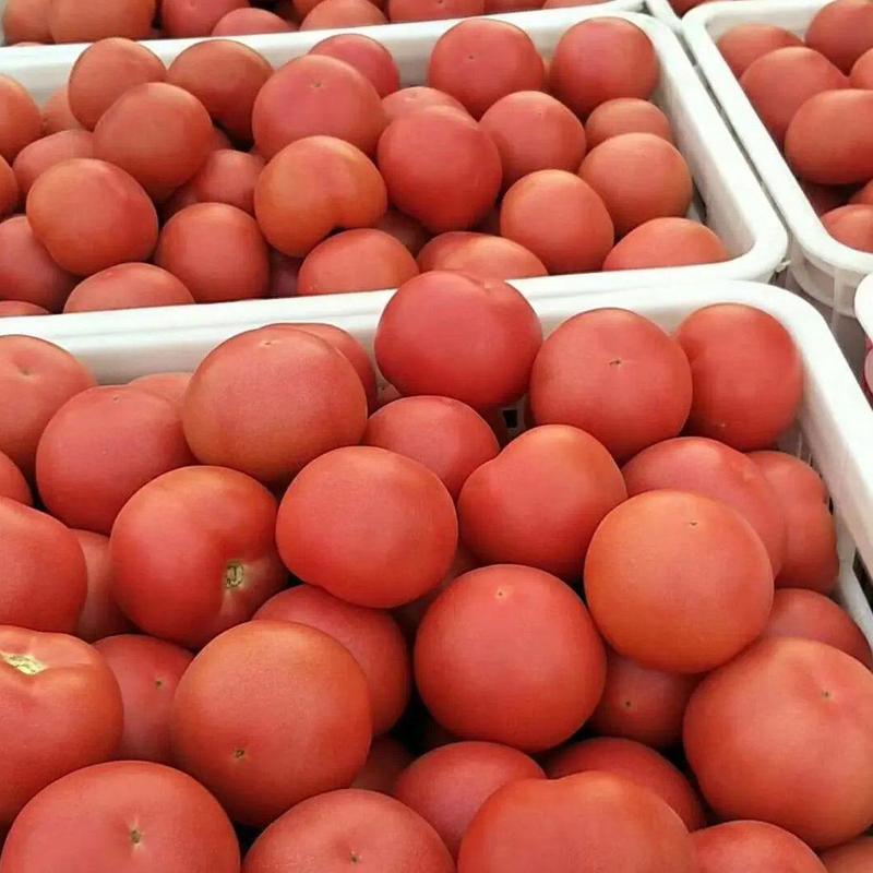 西红柿聊城硬粉西红柿商超电商社团配货全国发货