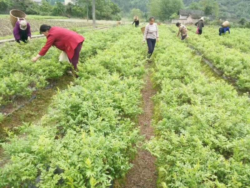 湖南莓茶大量上市