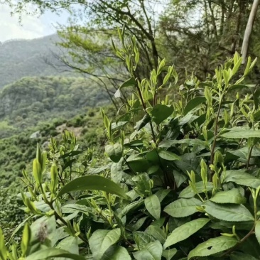 黄山毛峰
