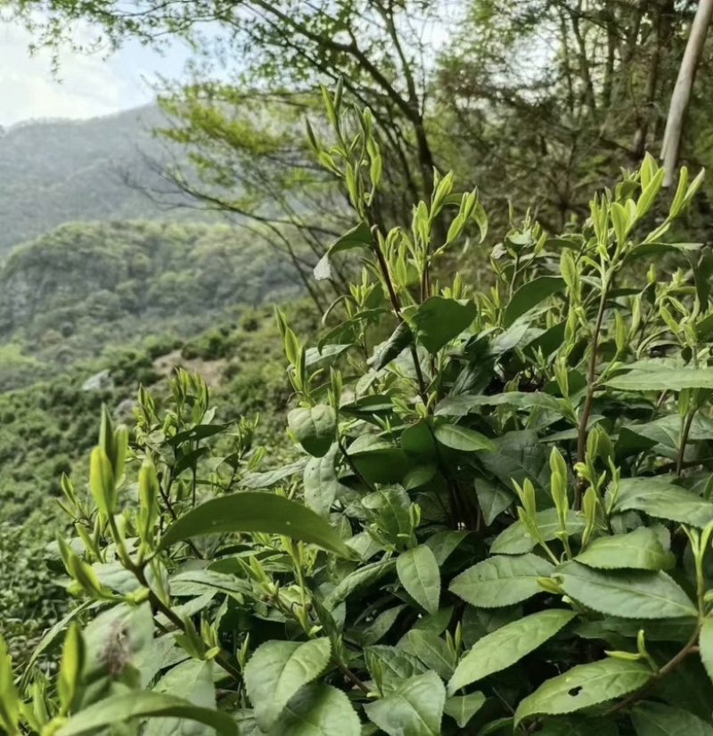 黄山毛峰