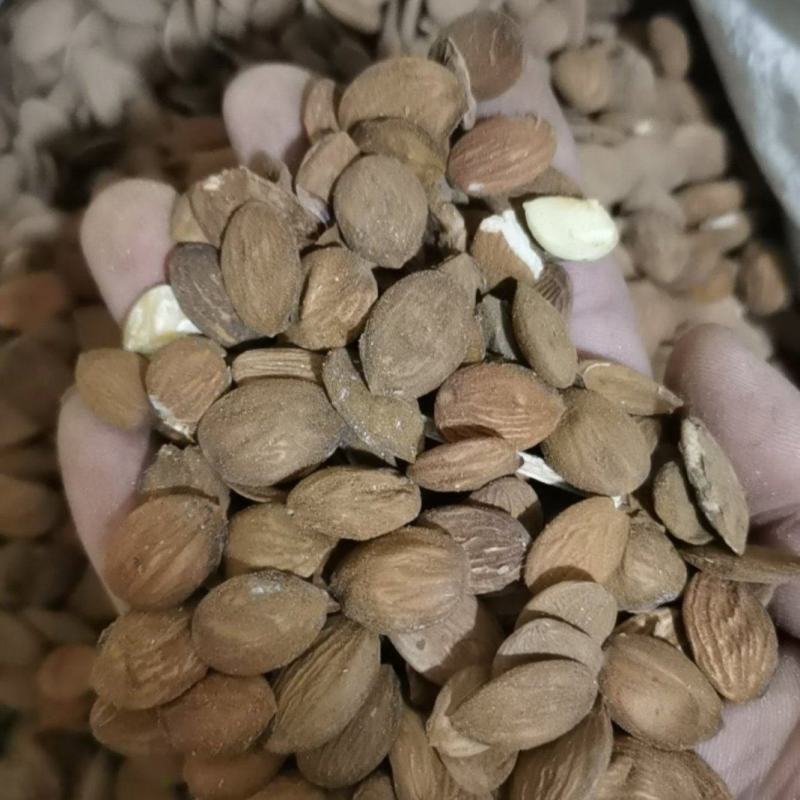桃仁颗粒饱满好桃仁泽润中药批发零售各种中药材