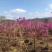 紫花风铃木