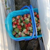 草莓大量出，生果加工果