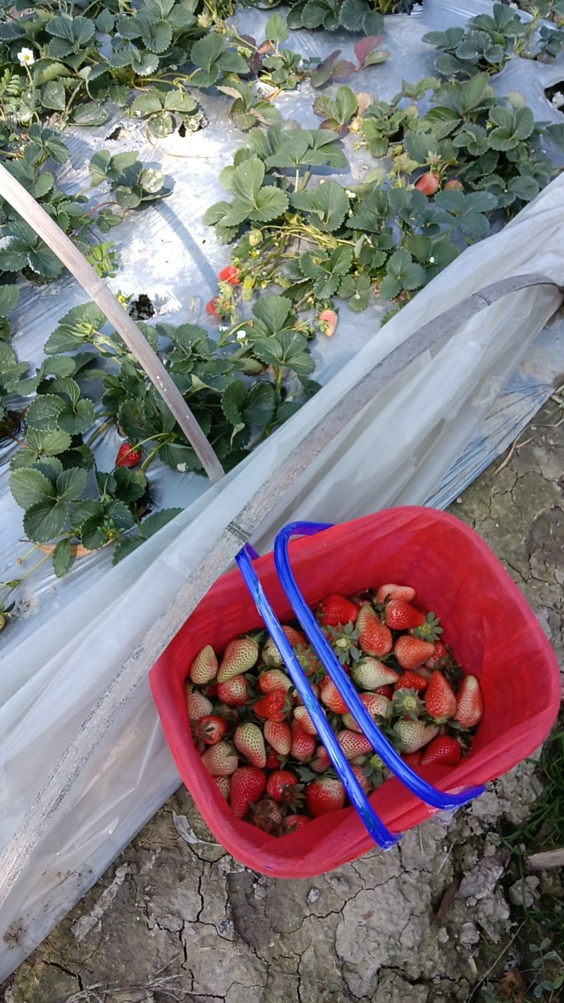 草莓大量出，生果加工果