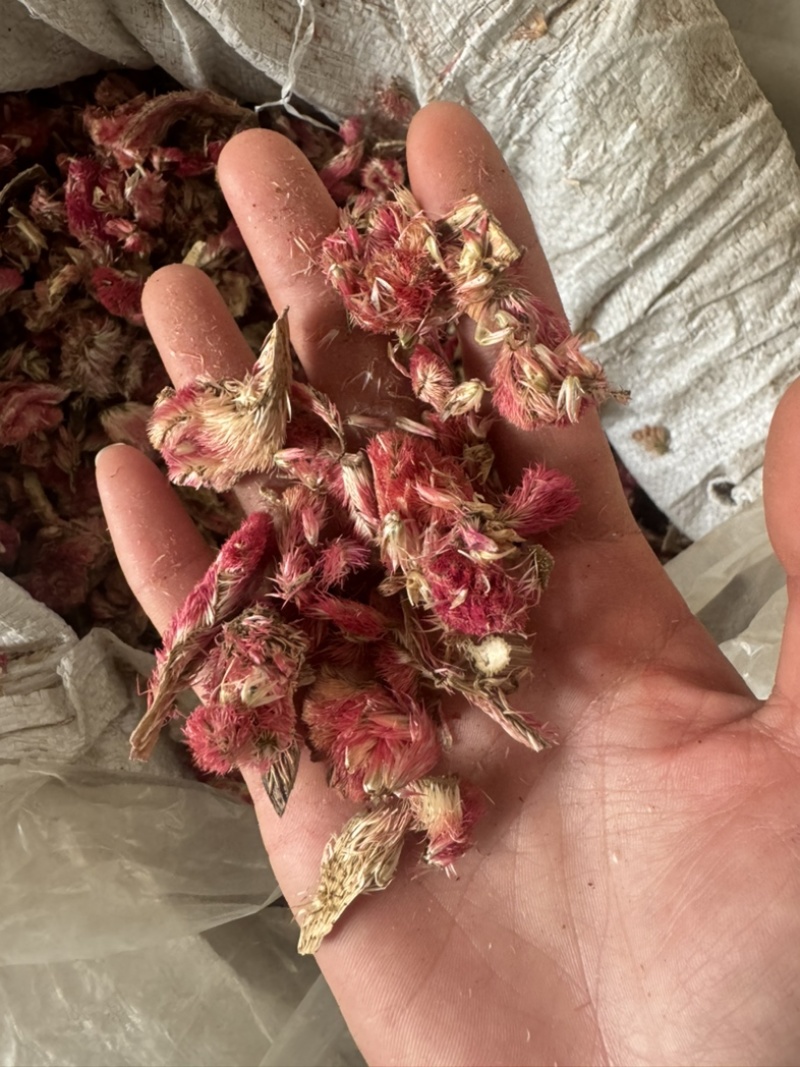 红鸡冠花鸡冠花药用保庆药业批发鸡冠花
