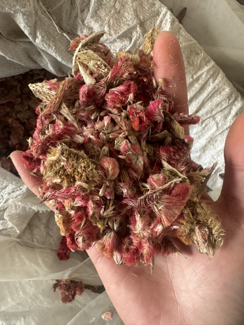 红鸡冠花鸡冠花药用保庆药业批发鸡冠花