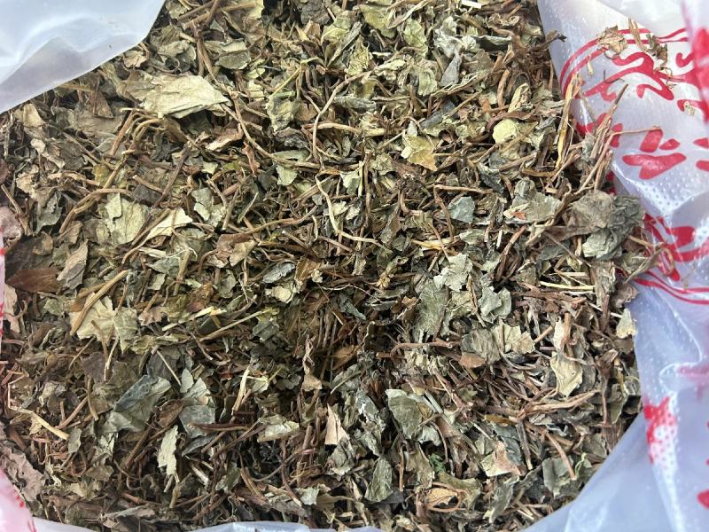 【包邮】金钱草大叶金钱草广西大叶金钱草新货广金钱草批发好