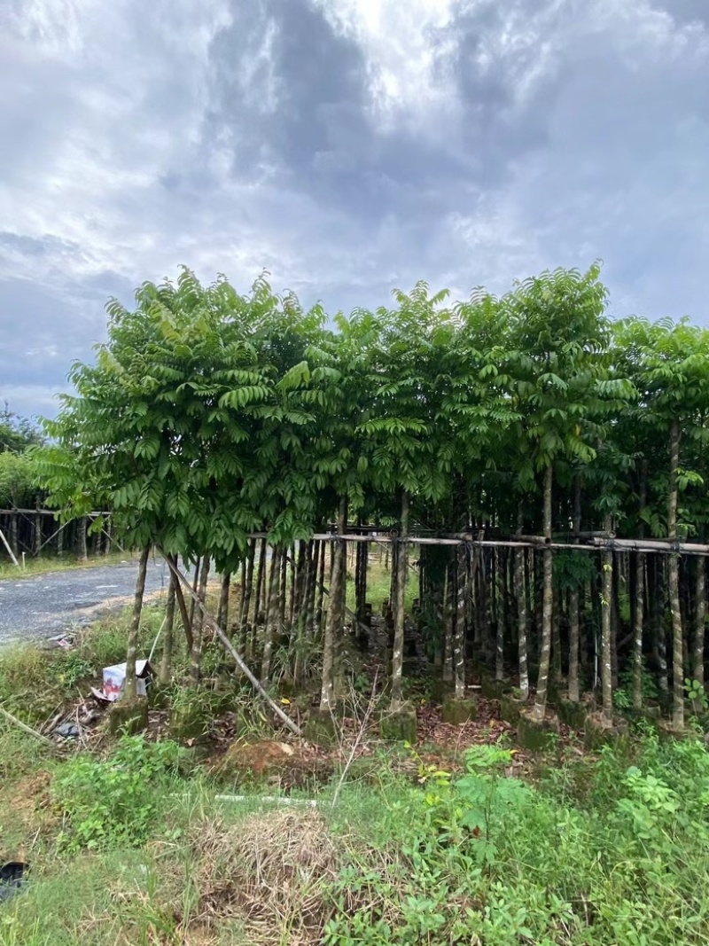 仁面子