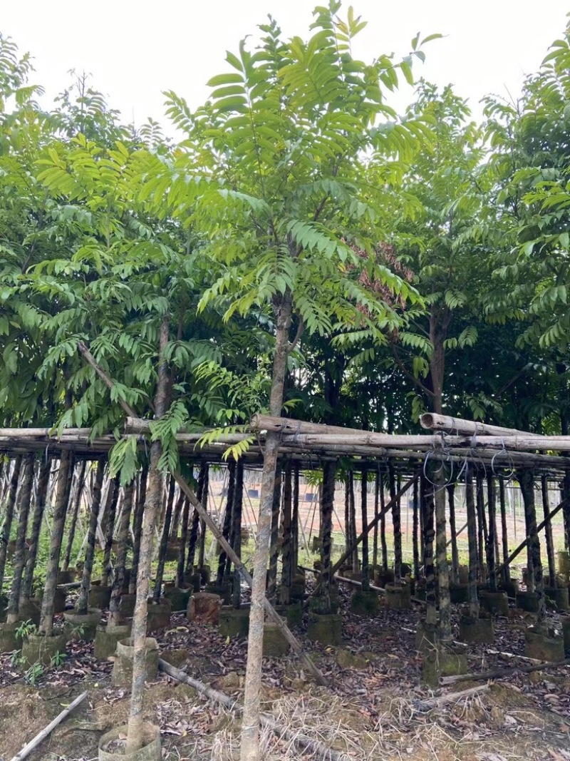 仁面子