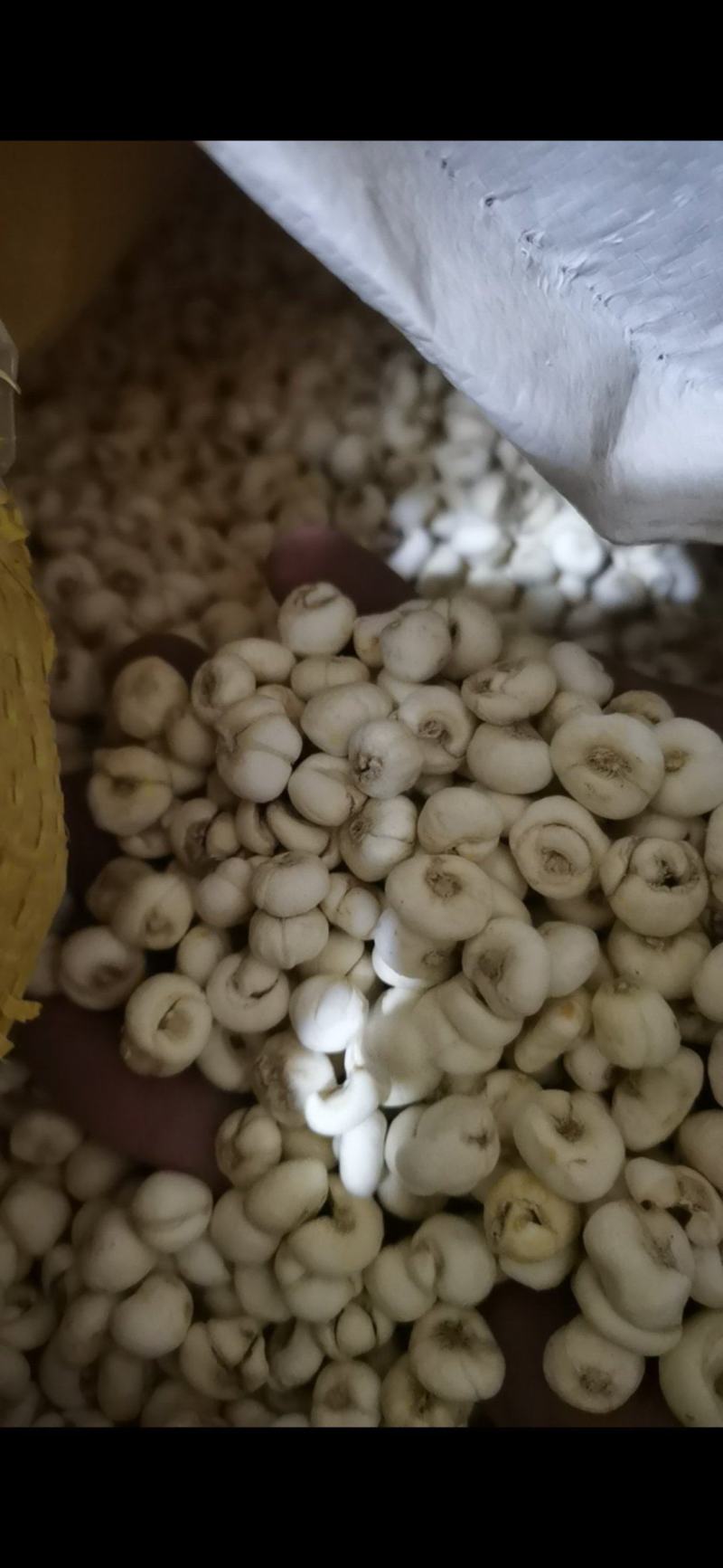 贝母东北平贝母豆贝规格齐全泽润中药批发