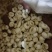 贝母东北平贝母豆贝规格齐全泽润中药批发