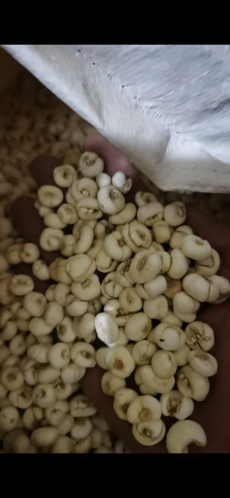 贝母东北平贝母豆贝规格齐全泽润中药批发