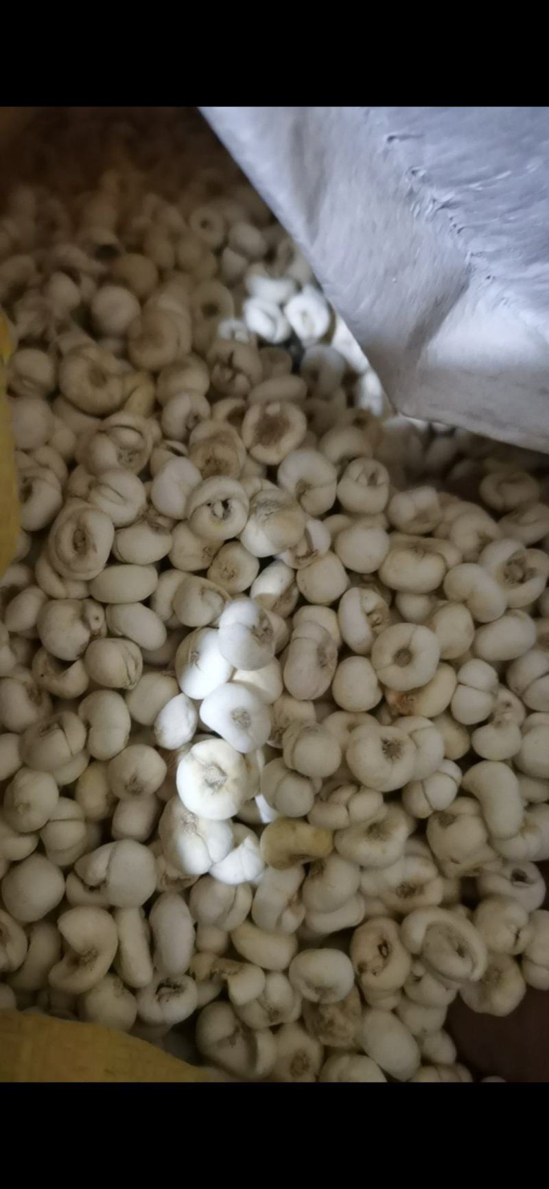 贝母东北平贝母豆贝规格齐全泽润中药批发
