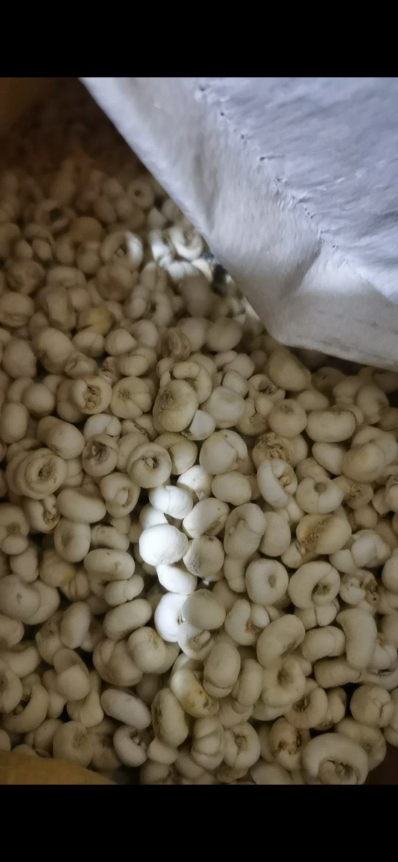 贝母东北平贝母豆贝规格齐全泽润中药批发