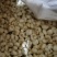 贝母东北平贝母豆贝规格齐全泽润中药批发