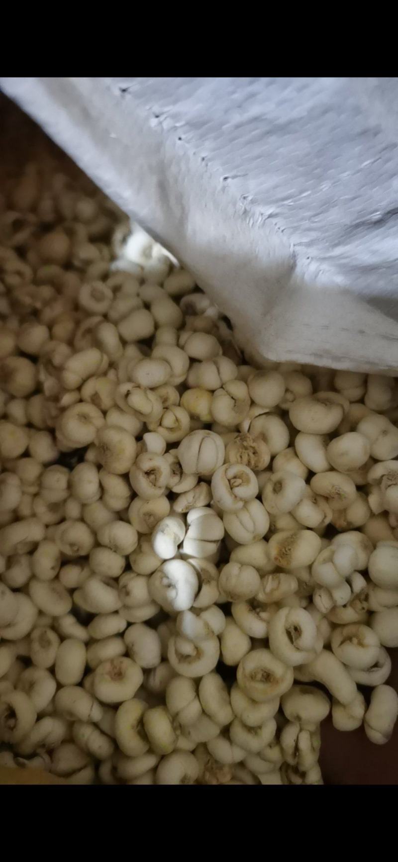 贝母东北平贝母豆贝规格齐全泽润中药批发