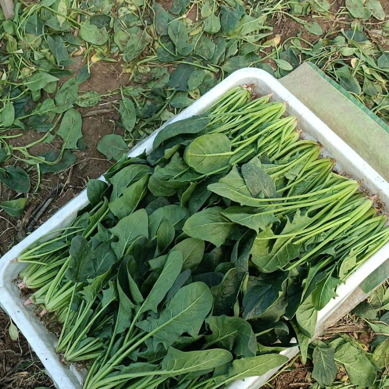 大叶菠菜